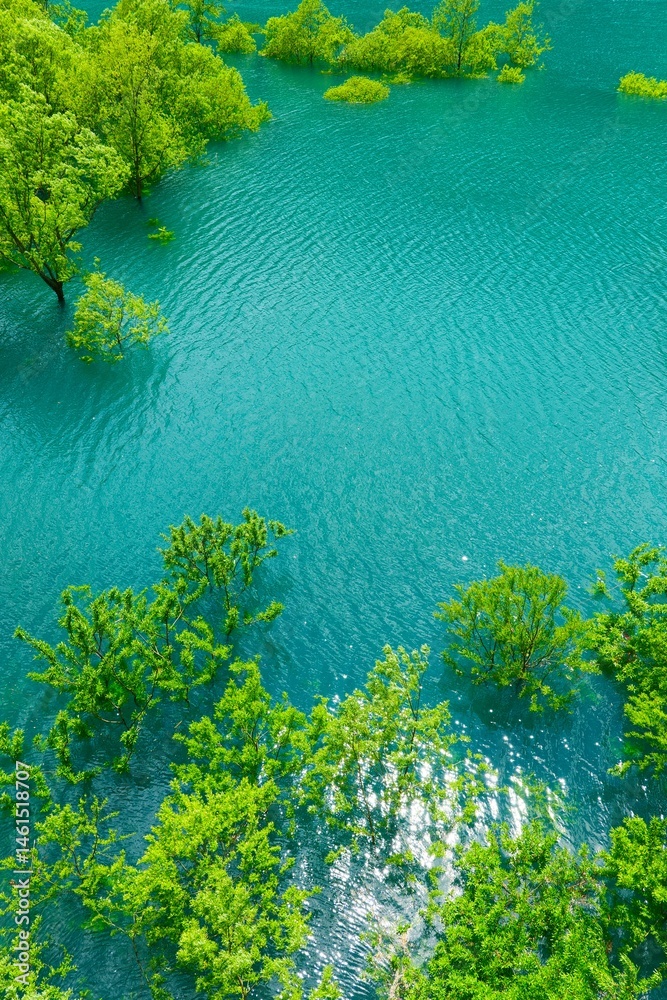 秋扇湖の水没林。仙北、秋田、日本。5月下旬。