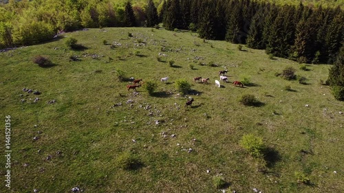 Wild horses in wilderness pasture roaming