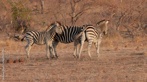 a tracking clip of two mares and a zebra foal walking at sunset in balule nature reserve at kruger national park of south africa