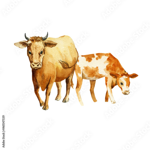 watercolor brown cow and spotted calf on white background, hand drawn farm domestic animals grazing and walking in meadow, rural illustration of country life for farm decoration, posters, postcard