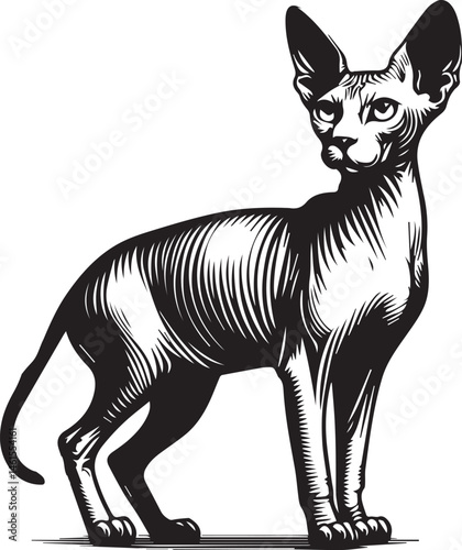 Sphynx Cat Vector Black and White Line Art Illustration