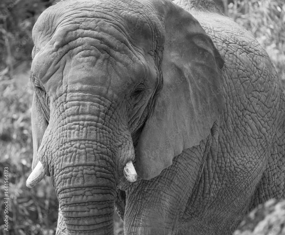 Naklejka premium Afrikanischer Elefant