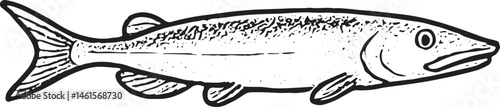A hand-drawn black-and-white illustration of a pike with a long body. Ideal for fishing designs, wildlife art, or predatory fish graphics