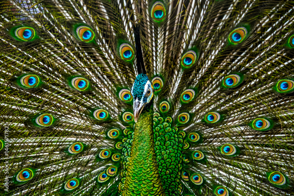 Obraz premium the peacock feather close up