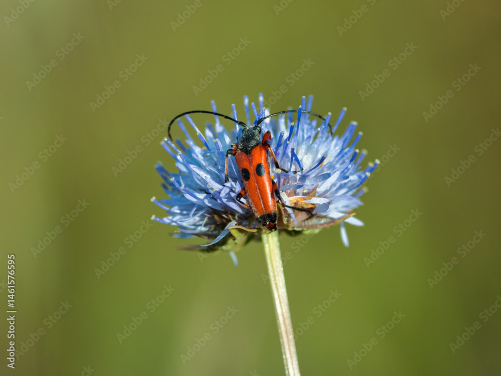 Red beetle with long antennae on a blue wildflower.