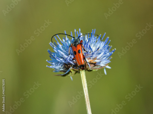 Obraz na płótnie Red beetle with long antennae on a blue wildflower. w salonie