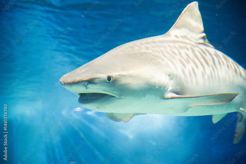 Fototapeta premium 水面の反射が美しいタイガーシャーク
