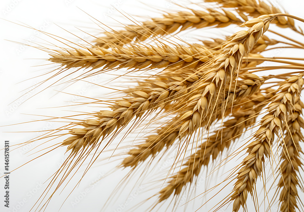 Fototapeta premium Golden Wheat Stalks: A Harvest Bounty