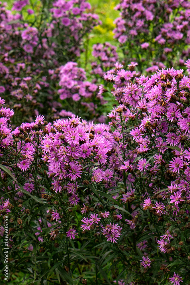 Dense clusters of blooming purple aster flowers fill the frame with vibrant color and natural texture, creating a perfect seasonal background for floral, gardening, or nature themes. Dense clusters of blooming purple aster flowers fill the frame with vibrant color and natural texture, creating a perfect seasonal background for floral, gardening, or nature themes.