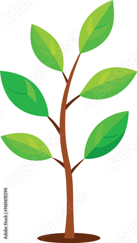 Young sapling
