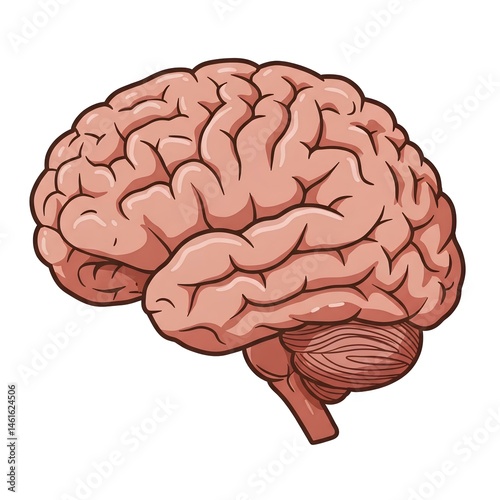 Wallpaper Mural Illustration of a human brain with an emphasis on its intricate folds and grooves, known as gyri and sulci. Torontodigital.ca