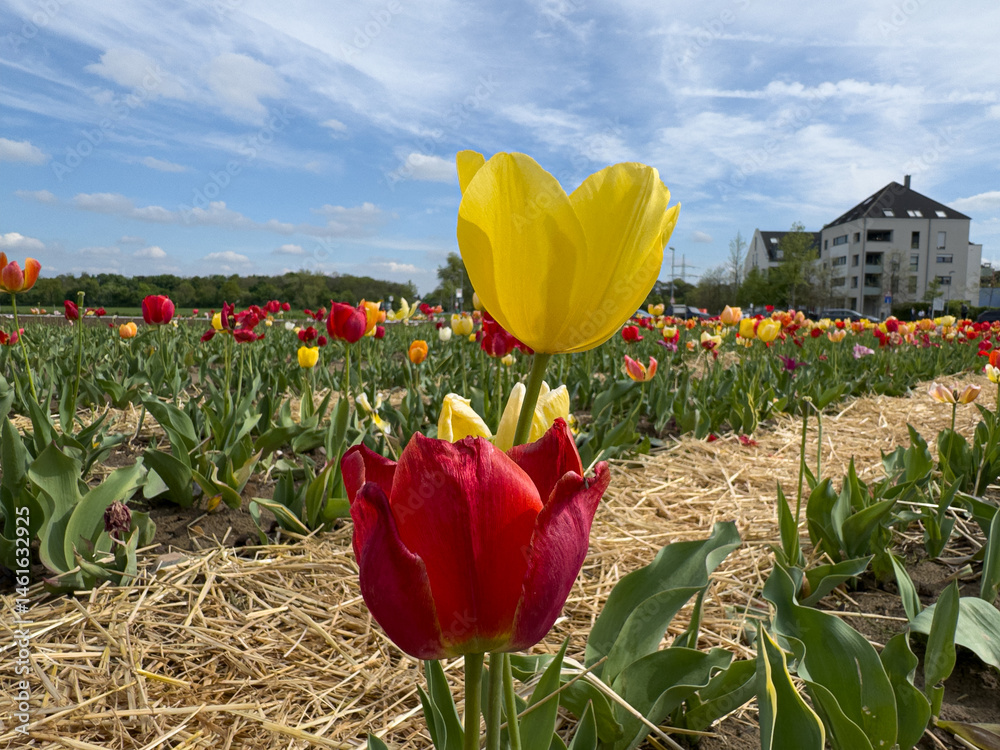 Stunning spring landscape with colorful tulips. Perfect for nature, floral, and springtime themes.