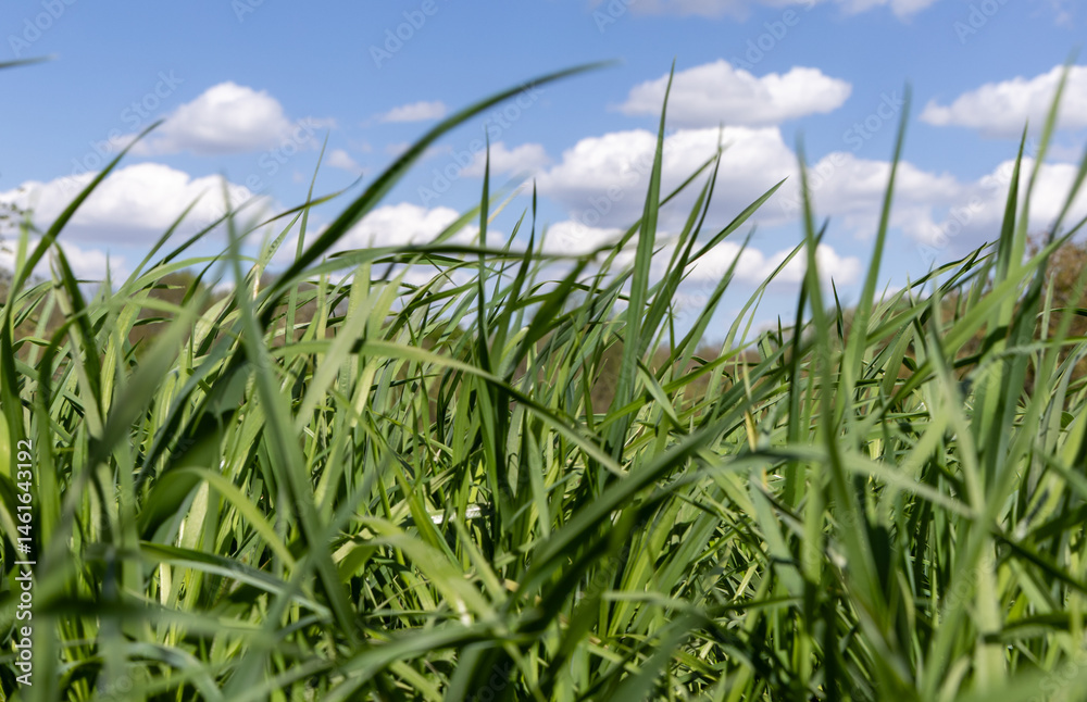 Obraz premium Fresh green grass in the meadow