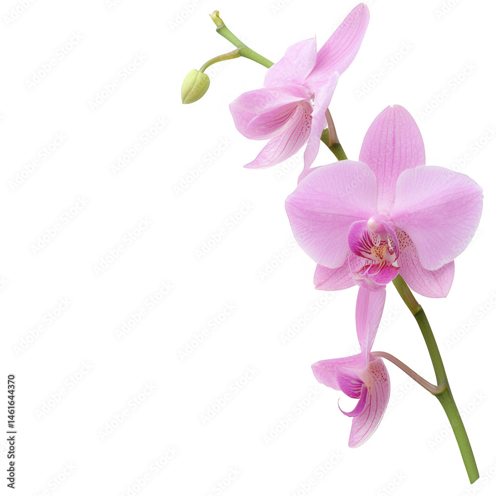 An elegant pink orchid flower with delicate petals and a vibrant green stem, perfect for adding a touch of nature's beauty to any design or decor. An elegant pink orchid flower with delicate petals and a vibrant green stem, perfect for adding a touch of nature's beauty to any design or decor.