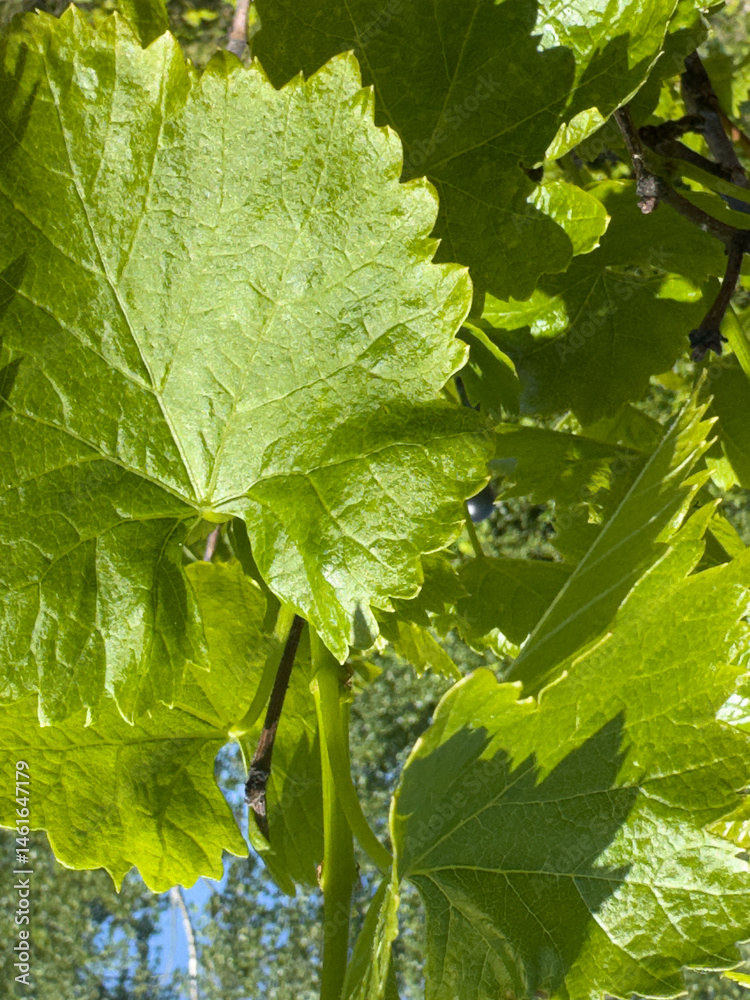 Close-up of lush, green grape leaves basking in sunlight. Perfect for wine, nature, or vineyard themes.