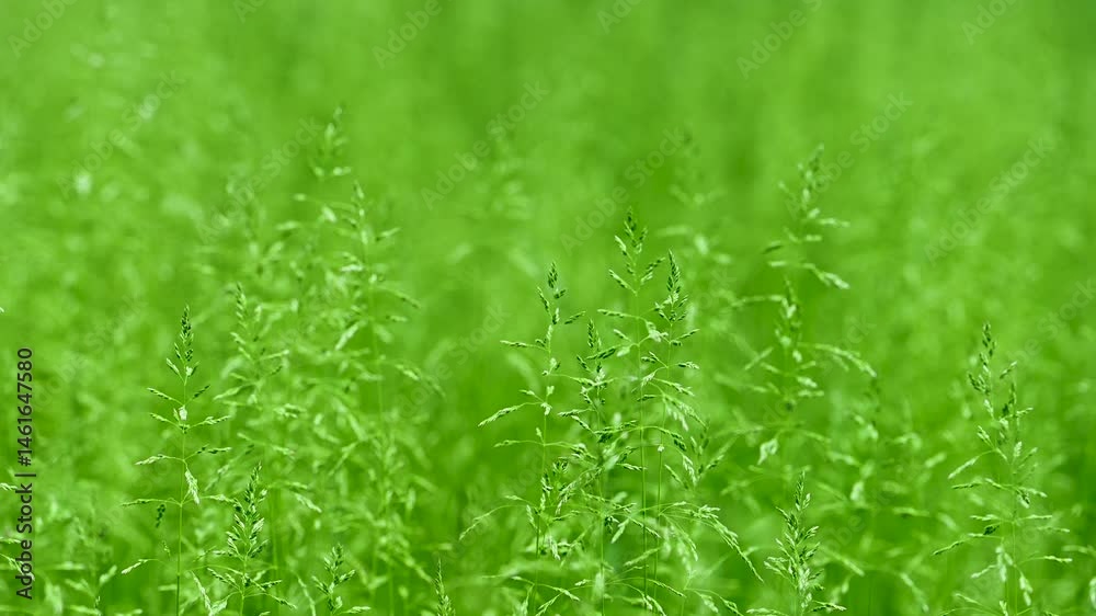 video of green grass on a meadow in spring video of green grass on a meadow in spring