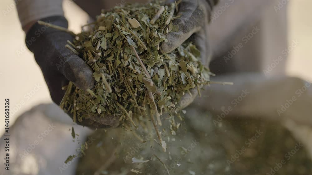 Hands wearing gloves holding loose yerba mate leaves taken from a large sack in a processing facility.