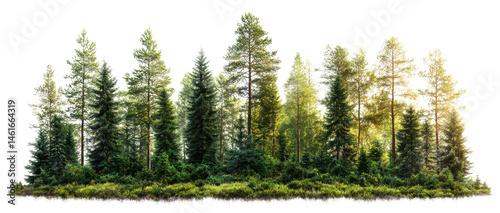 Fototapeta Naklejka Na Ścianę i Meble -  forest trees isolated on transparent background