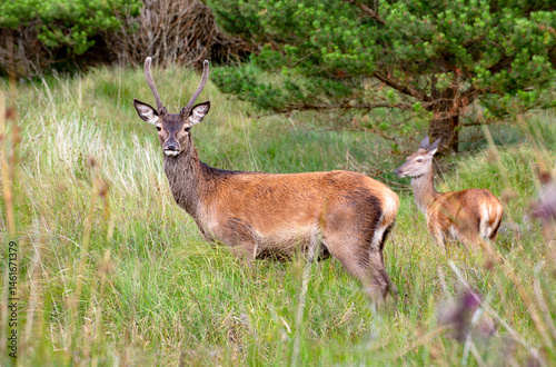 Wild Deer in the forest in Co Wicklow, Ireland