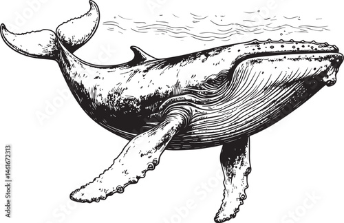 whale swimming sea vector illustration