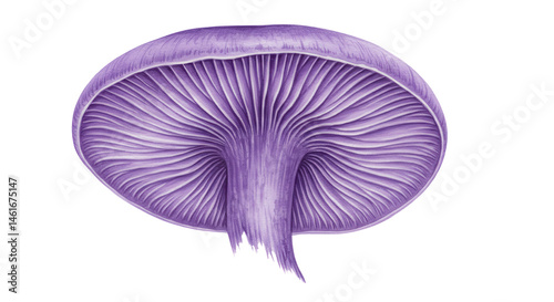 Amethyst deceiver mushroom illustration, Laccaria amethystina isolated PNG with Transparent Background photo