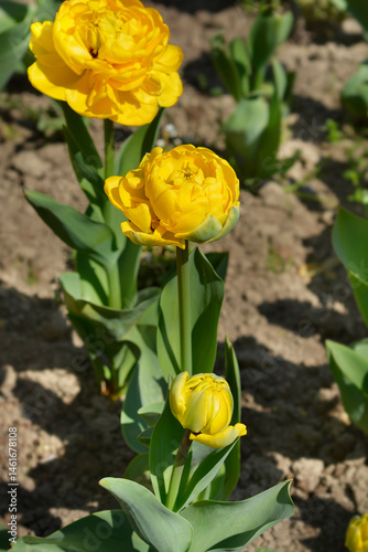 Obraz na płótnie Double tulip yellow flowers - Latin name - Tulipa Yellow Pomponette w salonie