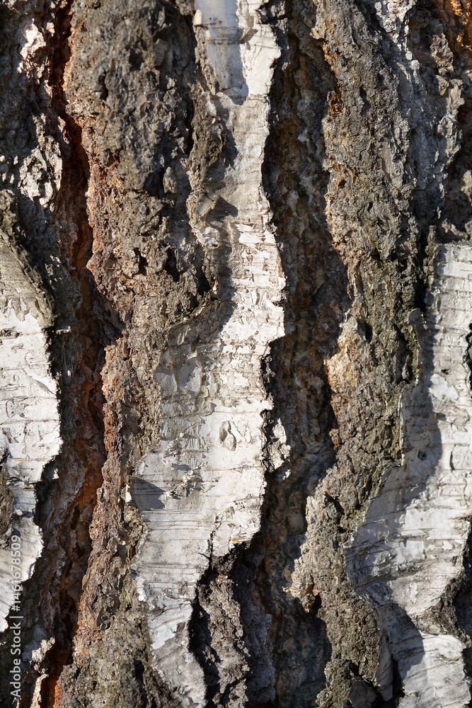 Common birch bark detail - Latin name - Betula pendula