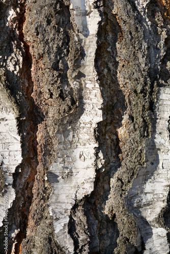 Obraz na płótnie Common birch bark detail - Latin name - Betula pendula w salonie