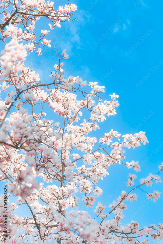cherry blossom in spring cherry blossom in spring