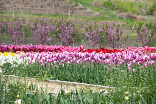 Filed colorful of tulips and sakura trees background