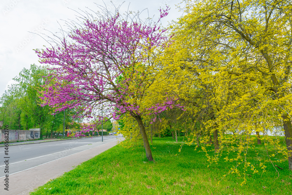 Naklejka premium Blooming plants with colorful flowers along the streets of Milan, Italy. Green lawn in the foreground.