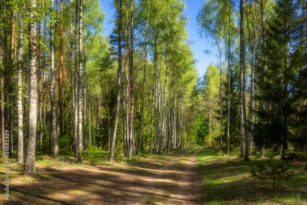 Wiosenna zieleń Puszczy Knyszyńskiej , Podlasie, Polska