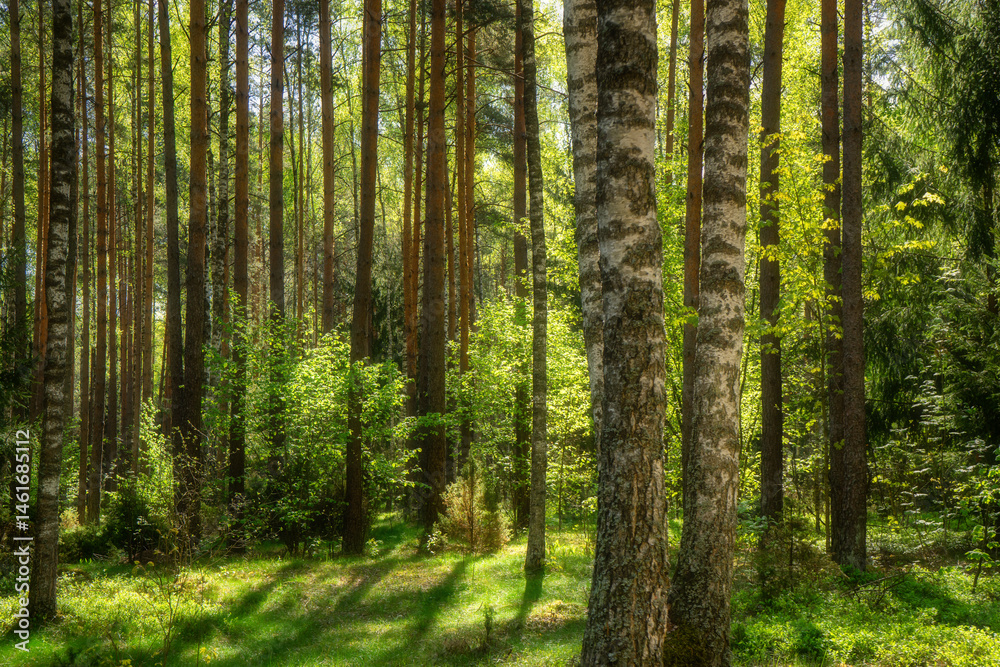 Wiosenna zieleń Puszczy Knyszyńskiej , Podlasie, Polska