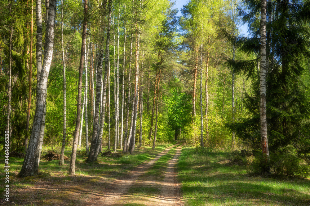 Wiosenna zieleń Puszczy Knyszyńskiej , Podlasie, Polska