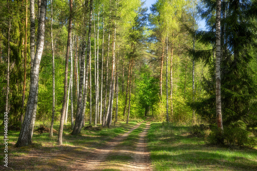 Obraz na płótnie Wiosenna zieleń Puszczy Knyszyńskiej , Podlasie, Polska w salonie