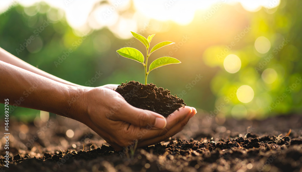 custom made wallpaper toronto digitalHands holding soil with young green plant, sunlight in background, symbolizing new life, hope, growth, and environmental care in natural outdoor setting