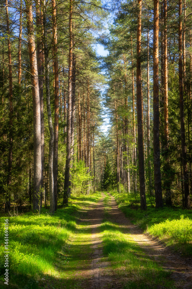 Wiosenna zieleń Puszczy Knyszyńskiej , Podlasie, Polska