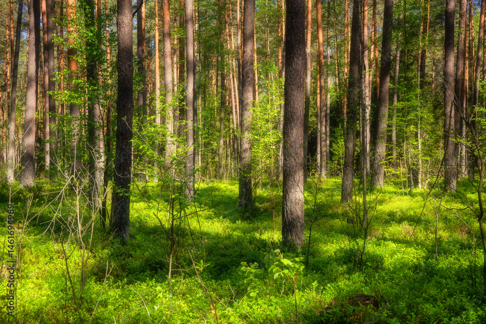 Wiosenna zieleń Puszczy Knyszyńskiej , Podlasie, Polska