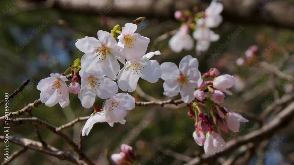 Cherry blossoms