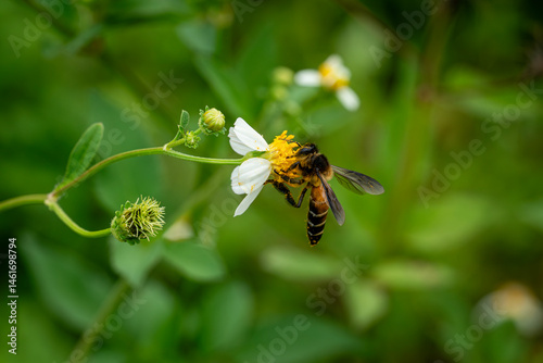 bee on a flower