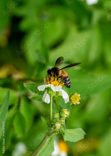 bee on a flower