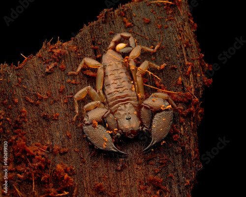 scorpion on the rock