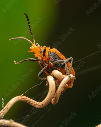 green shield bug
