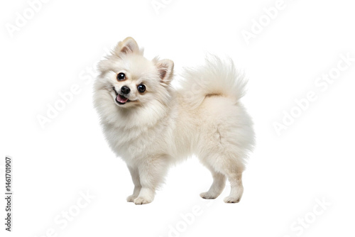 Wallpaper Mural white pomeranian dog Torontodigital.ca