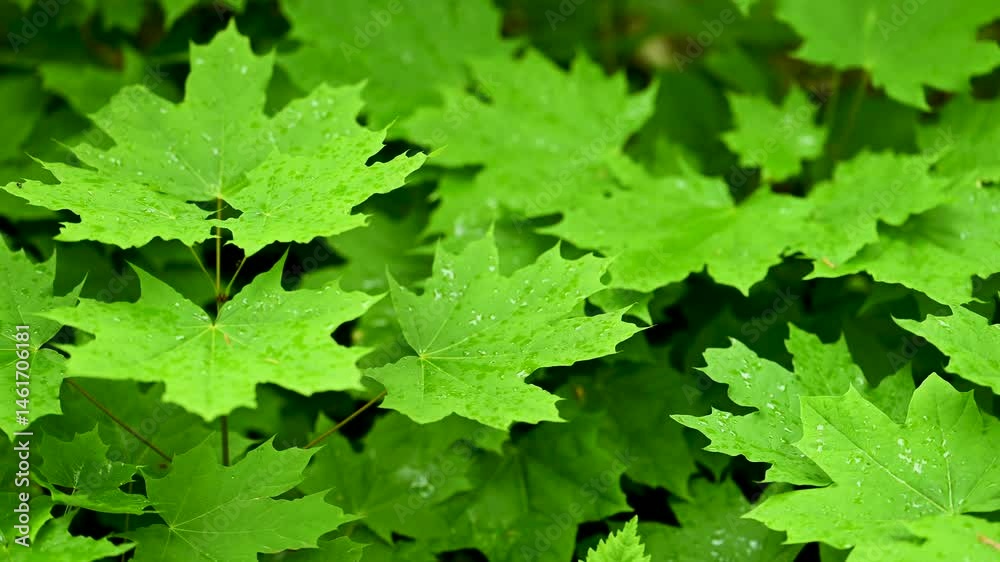 video of maple leaves in spring video of maple leaves in spring
