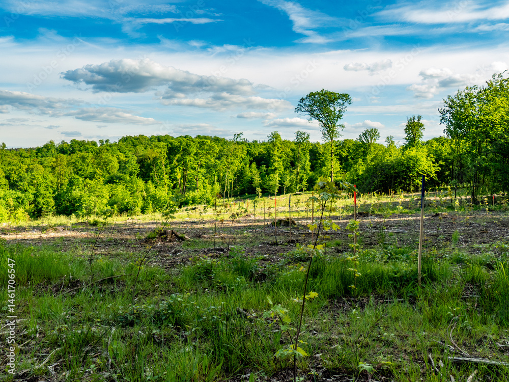 Obraz premium Wiederaufforstung im Mischwald im Frühjahr