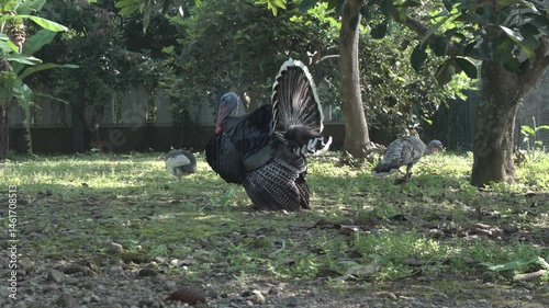 4K footage of male and female turkeys looking for food in the yard