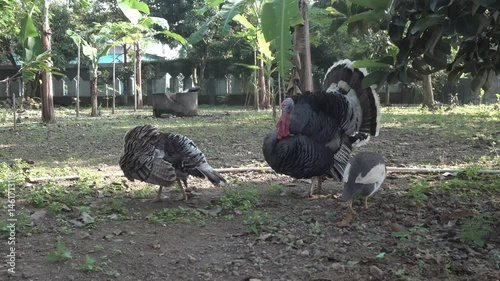 4K footage of male and female turkeys looking for food in the yard