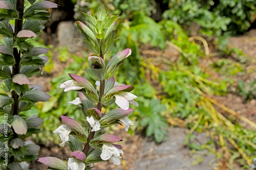 Foto Closeup of the white flowers of a bear`s breaches plant - Acanthus mollis