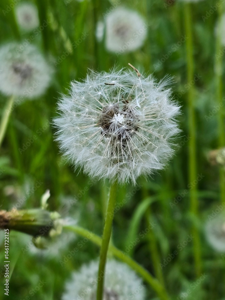 Fototapeta premium dandelion on green background